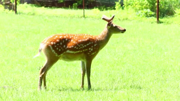 Mladý jelen na zelené trávě v zoo - Záběry, video