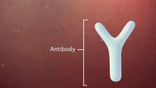 dokładna medycznie animacja 3d przeciwciała - Materiał filmowy, wideo