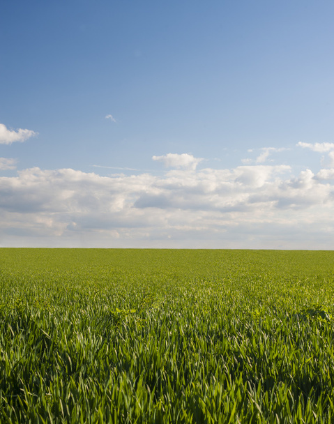 Groen gras en blauwe lucht - Foto, afbeelding