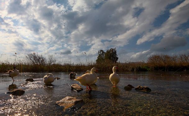 Mugla - Turquia, Gansos nadando em Akyaka Kadn Azma Creek. - Foto, Imagem