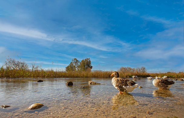 Mugla - Turquia, Gansos nadando em Akyaka Kadn Azma Creek. - Foto, Imagem