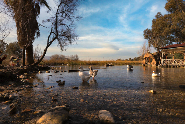 Mugla - Turecko, Husy plavání v Akyaka Kadn Azma Creek. - Fotografie, Obrázek