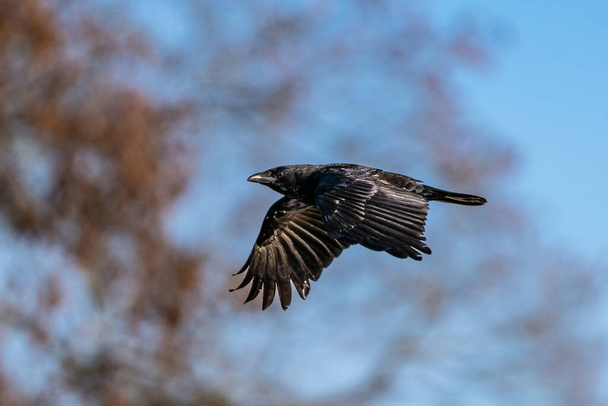 The Common Raven, Corvus corax is flying in the autumn color background at Kleinhesseloher Lake in Munich, Germany - Photo, Image