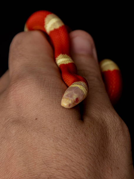 Lampropeltis triangulum, comúnmente conocida como serpiente de leche o serpiente lechera, es una especie de serpiente real.. - Foto, Imagen
