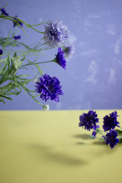 Different flowers on a colored background - Foto, afbeelding