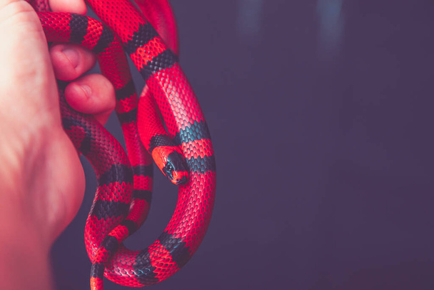 Lampropeltis triangulum, comúnmente conocida como serpiente de leche o serpiente lechera, es una especie de serpiente real.. - Foto, imagen