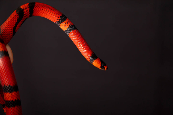 A Lampropeltis triangulum, közismert nevén a tejkígyó vagy a tejkígyó, a királykígyó egy fajtája.. - Fotó, kép