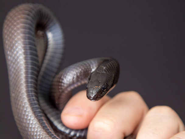 Мексиканська чорна змія (Lampropeltis getula nigrita) є частиною великої родини змій і підвиду звичайних королівських змій. - Фото, зображення