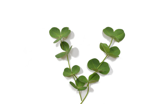 Green clover leaves laid out in the shape of a wedge isolated on a white background. - Valokuva, kuva