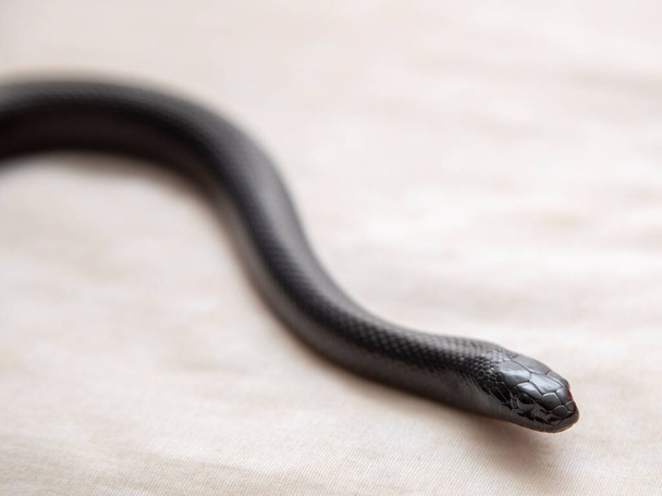 De Mexicaanse zwarte koningslang ("Lampropeltis getula nigrita") is een slang uit de familie slangen (Slangen). - Foto, afbeelding