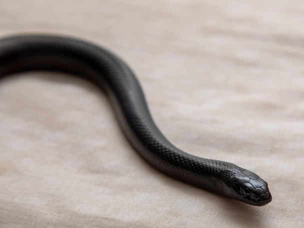 Mexický černý had (Lampropeltis getula nigrita) je součástí větší kolibidní čeledi hadů, a poddruh společného krále hada - Fotografie, Obrázek