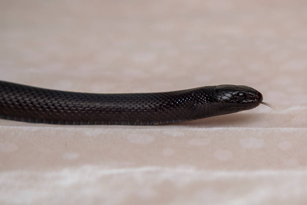 De Mexicaanse zwarte koningslang ("Lampropeltis getula nigrita") is een slang uit de familie slangen (Slangen). - Foto, afbeelding