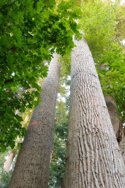 Tarcica czarna (Populus trichocarpa), Sidney Spit, Rezerwat Parku Narodowego Wysp Zatoki Perskiej w Kanadzie - Zdjęcie, obraz