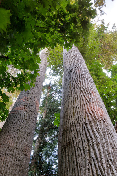 Troncos de madera de algodón negro (Populus trichocarpa), Sidney Spit, Reserva del Parque Nacional de las Islas del Golfo de Canadá - Foto, imagen