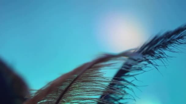 Close-up van grote veren tegen een kleurrijke abstracte achtergrond - Video