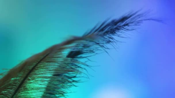 Close-up van grote veren tegen een kleurrijke abstracte achtergrond - Video