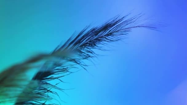 Close up of large feather against a colourful abstract background - Footage, Video