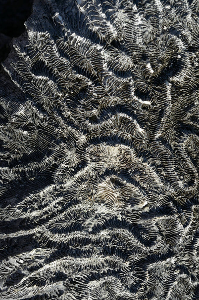 Corallo sbiancato a Money Bay, Isola Normanna, Isole Vergini Britanniche - Foto, immagini