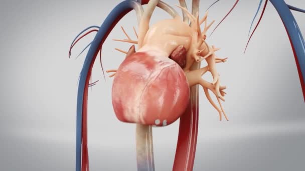 Układ sercowo-naczyniowy i jego struktura wewnętrzna - Materiał filmowy, wideo
