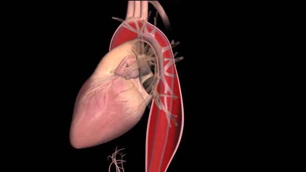 Ihmisen verenkiertoelimistön sydän Beat anatomia animaatio käsite. 3D - Materiaali, video
