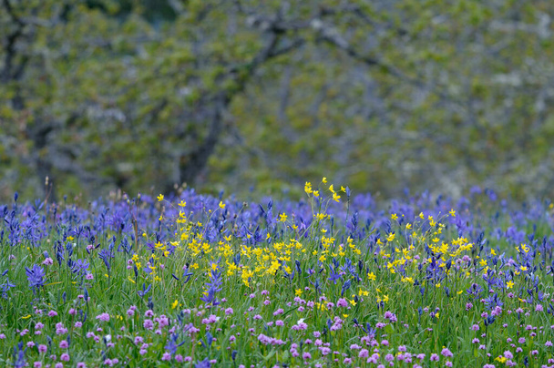 Pradera de flores silvestres, Valle de Cowichan, Isla Vancouver, Columbia Británica, Canadá - Foto, imagen
