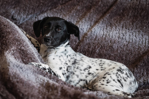 Full body portrait of a spotted female dog puppy resting on the sofa with warm background - Photo, Image