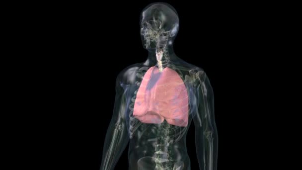 人間の呼吸器系肺解剖学アニメーションの概念.3D - 映像、動画