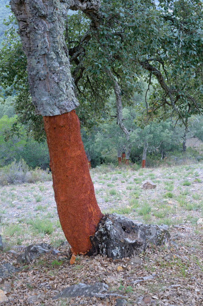 Korkbaum in der Nähe von el colmenar, malaga, andalucia, spanien - Foto, Bild