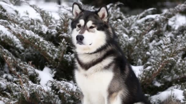 Jovem bela malamute alasca sentado na neve. Inverno cão. - Filmagem, Vídeo