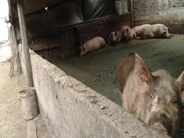 Une ferme porcine minable dans une zone rurale  - Séquence, vidéo