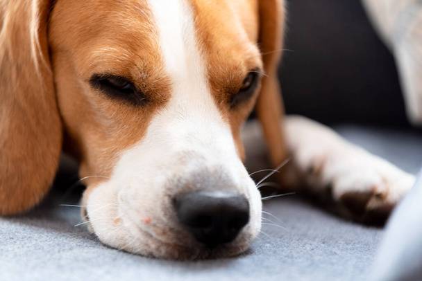 Beagle pies zmęczony śpi na przytulnej kanapie, kanapie, koc - Zdjęcie, obraz