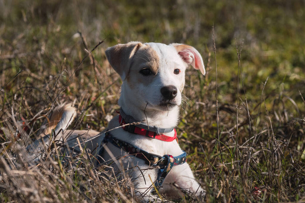 Full body portrait of a young female beige puppy resting on the grass at sunset - Photo, Image