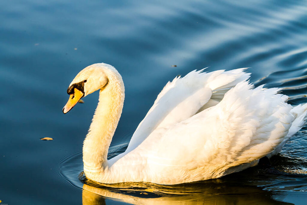 cisne branco na lagoa - Foto, Imagem