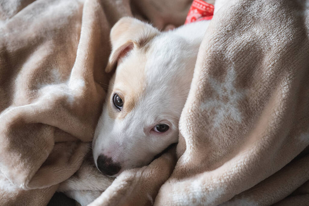 Niedliches Gesicht Porträt einer jungen Mischlingshündin Welpe entspannt und behütet mit einer beigen Decke zu Hause - Foto, Bild