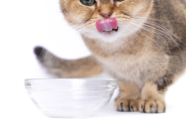 Golden scottish fold cat eating next to a glass bowl on a white background - Photo, Image