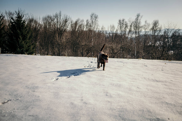 A man riding a horse jumping over a snow covered slope - Photo, Image