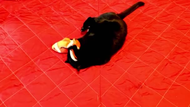 gato jugando con teddy pescado - Metraje, vídeo