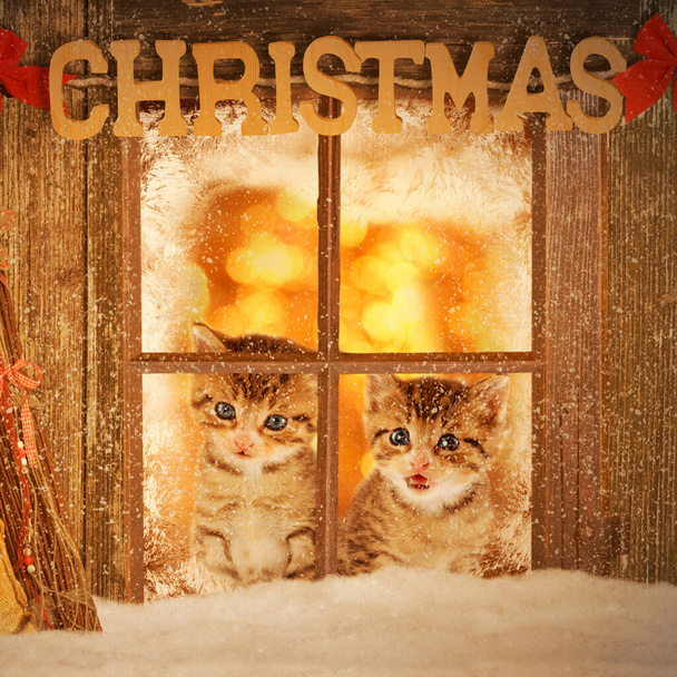 Dos gatitos jóvenes mirando curiosamente por una ventana con decoración navideña - Foto, imagen