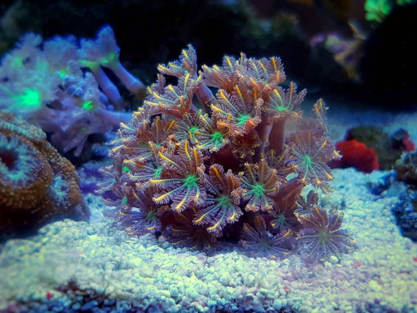 Clavularia luva pólipos colônia em tanque de aquário recife - Foto, Imagem