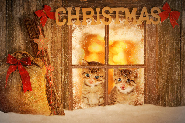 Dvě mladá koťátka zvědavě hledící z okna s vánoční výzdobou - Fotografie, Obrázek