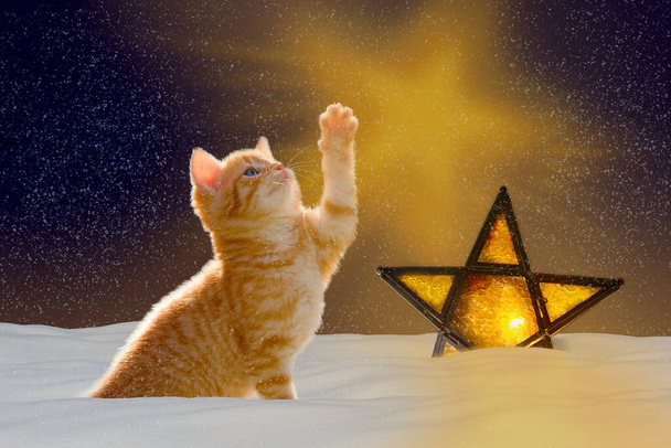 Kat met verlichte ster 's nachts, die de lichtstraal in stervorm aan de hemel laat zien - Foto, afbeelding
