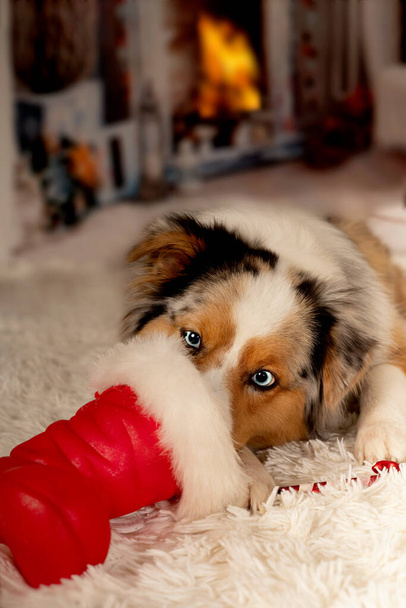 Noël, chien de berger australien se trouve idylliquement devant le feu de cheminée et l'arbre de Noël avec des bottes de Noël et des cadeaux la veille de Noël ou le Père Noël et mâche sur les bottes du Père Noël - Photo, image