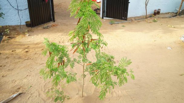 Green plant of Persian silk tree or Siris in a house. Herb plant with green pods. Medicinal plant of Albizia julibrissin. - Photo, Image