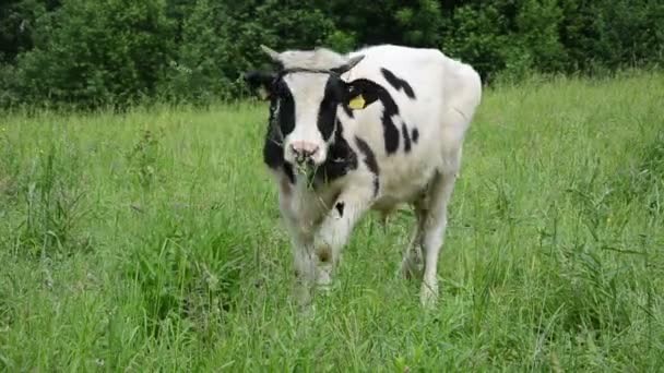 Bull graze grass gadfly - Footage, Video