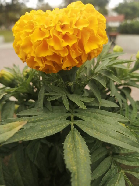 flores amarillas que crecen en el parque - Foto, imagen