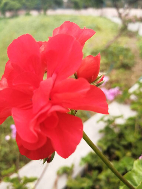flores rojas creciendo en el parque - Foto, imagen