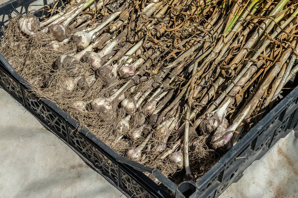 L'ail fraîchement récolté est dans un récipient en plastique. Vue de dessus. Récolte d'ail. Plante d'ail avec une tige creusée hors du sol pour le séchage. - Photo, image