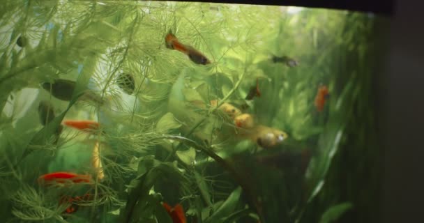 Makró felvétel kis színes akváriumi halak mozgó zöld hínár víz háttér. Gyönyörű édesvízi üveg tartály nagy csapat sárga narancs sültkrumplival. Motion tapéta természet növény állat - Felvétel, videó