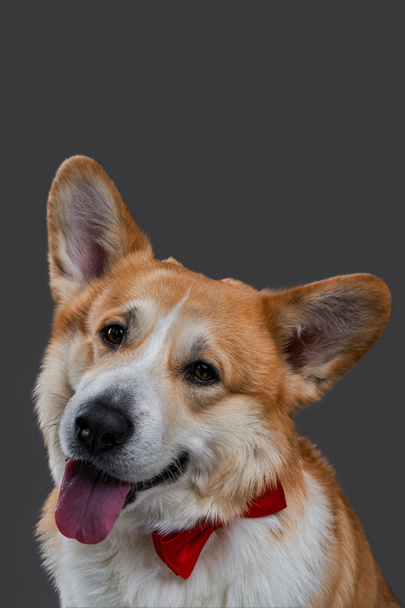 Portrait of a funny and cute red-haired welsh corgi dog in a red tie. - Fotó, kép