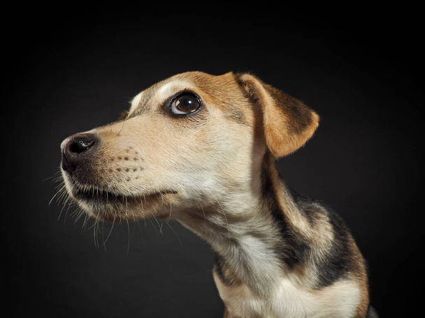 Studio portret van een kleine puppy op een zwarte achtergrond - Foto, afbeelding